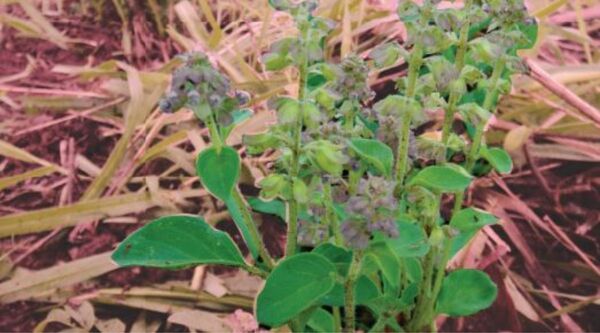 Impulsan la producción de plantas medicinales como alternativa para pequeños productores