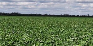 Disminuye superficie de soja en el Chaco, productores apuestan a otros cultivos