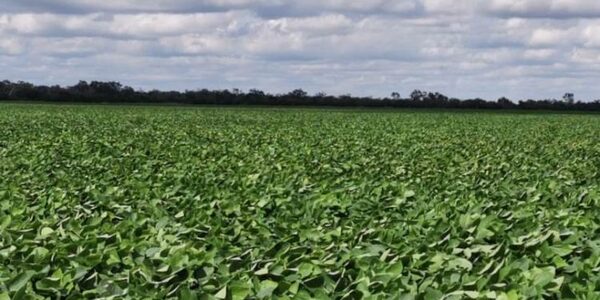 Disminuye superficie de soja en el Chaco, productores apuestan a otros cultivos