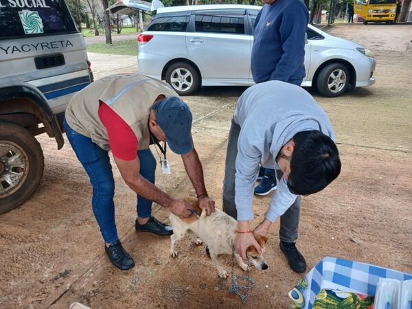 Realizan jornadas de inmunización antirrábica de cara al Mundial de Rally • PARAGUAY TV