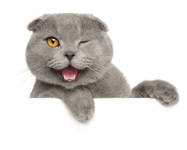 Gato feliz en casa: checklist clave para estimular su instinto - Mascotas - ABC Color