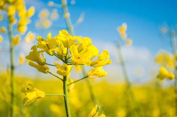 Paraguay será sede del SLAC 2025, el evento más importante sobre canola en América Latina