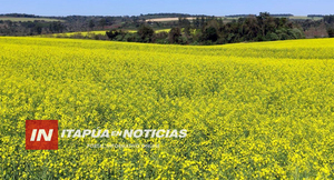 PARAGUAY SERÁ SEDE DEL TERCER SIMPOSIO LATINOAMERICANO DE CANOLA