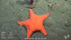 Por tener “nalga”, una estrella de mar hallada en Mar del Plata explota en las redes