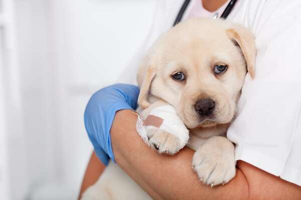 Pancreatitis en perros: cómo detectarla y qué dieta seguir - Mascotas - ABC Color