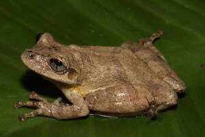 Descubren en Perú una nueva especie de rana amazónica semiarborícola - Mundo - ABC Color