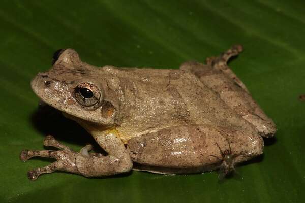 Descubren en Perú una nueva especie de rana amazónica semiarborícola - Mundo - ABC Color