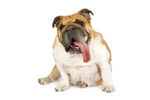 Estas razas de perro engordan con facilidad: lo que debés saber - Mascotas - ABC Color