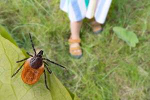 Enfermedad de Lyme: cómo se transmite y por qué puede ser peligrosa - Ciencia - ABC Color