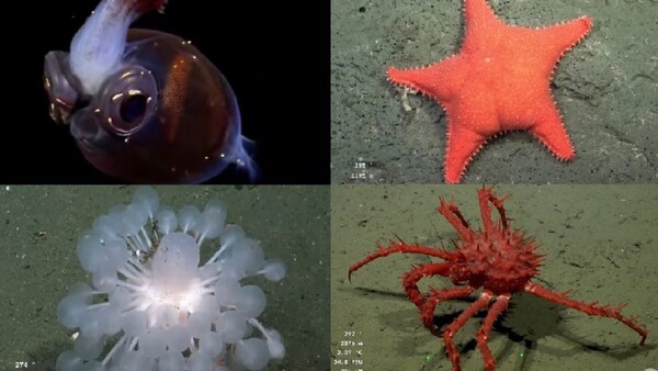 Expedición submarina transmitida por internet es tendencia global por avistamiento de especies increíbles