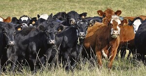 Aumentar el hato, previsibilidad en la cadena de la carne y zafra de toros