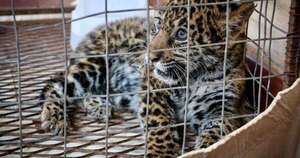 Diario HOY | Rescatan a cachorro de jaguareté y presumen posible intento de tráfico ilegal