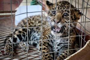Rescatan a cachorro de jaguareté en Concepción