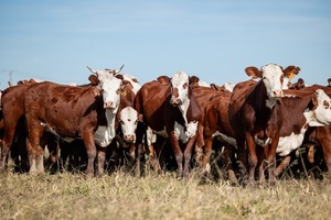 El Rodeo remata 100 vaquillas y toros Braford registrados de Establecimiento San Florencio, este lunes