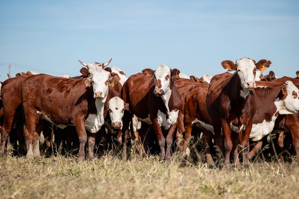 El Rodeo remata 100 vaquillas y toros Braford registrados de Establecimiento San Florencio, este lunes