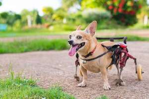 Mascotas con discapacidad: cómo viven perros y gatos sin visión o movilidad - Mascotas - ABC Color