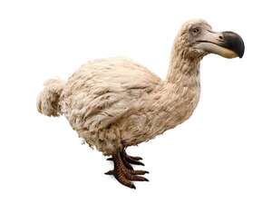 Dodo: la historia real del ave que no supo escapar del hombre - Ciencia - ABC Color