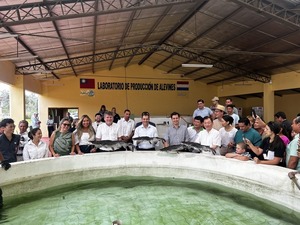 Taiwán apuesta al surubí paraguayo como motor de desarrollo acuícola - La Tribuna