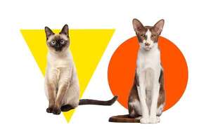 Siamés vs oriental de pelo corto: diferencias clave entre dos razas felinas - Mascotas - ABC Color