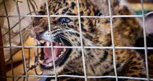 Diario HOY | Rescatan a un cachorro de jaguareté en Concepción