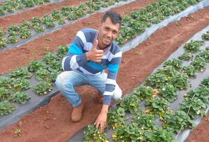 Agricultor de Canindeyú cosecha 20.000 kg de frutillas con técnicas innovadoras