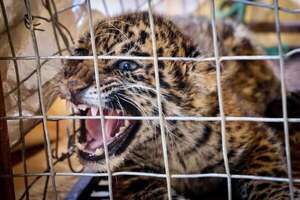 Rescatan cachorro de jaguareté con collar en Concepción - Nacionales - ABC Color