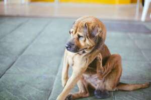 Pulgas y garrapatas: cómo proteger a tu mascota sin dañarla - Mascotas - ABC Color