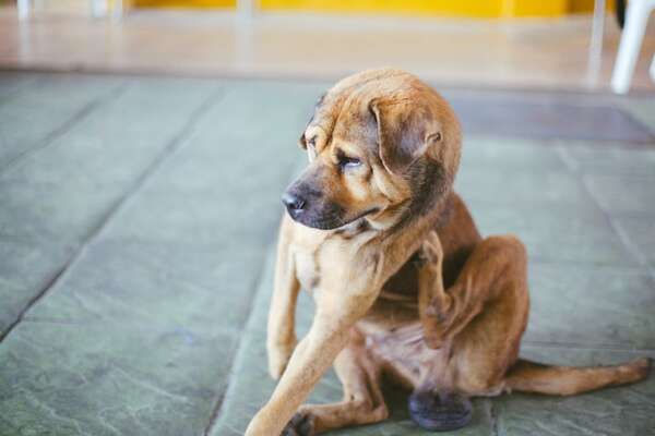 Pulgas y garrapatas: cómo proteger a tu mascota sin dañarla - Mascotas - ABC Color