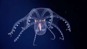 De viral a reclamo serio: la estrella de mar “culona” impulsa pedido de más inversión en ciencia  - Ciencia - ABC Color