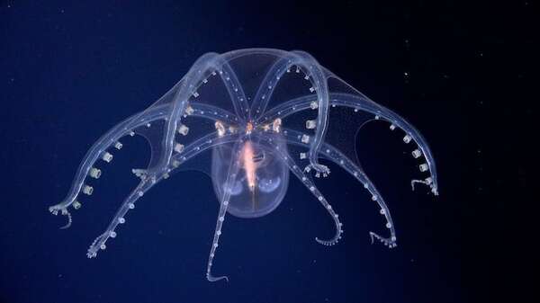 De viral a reclamo serio: la estrella de mar “culona” impulsa pedido de más inversión en ciencia  - Ciencia - ABC Color