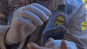PARAGUAY MANTIENE SU ESTATUS DE PAÍS LIBRE DE MALARIA