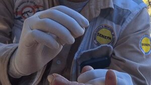 Paraguay mantiene su estatus de país libre de malaria