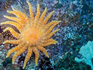 Descubren la bacteria que diezma estrellas de mar en Norteamérica - Ciencia - ABC Color
