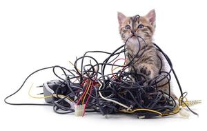 ¿Por qué tu gato muerde cables o plantas? Claves para cuidarlo sin castigos - Mascotas - ABC Color