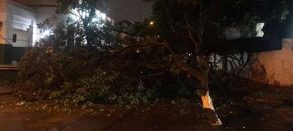 Árbol de gran tamaño cae y bloquea la calle Jejuí: tránsito desviado y cables en el suelo - Nacionales - ABC Color
