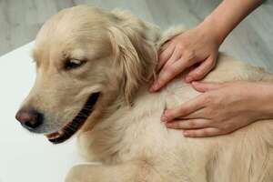 Mastocitoma en perros: cómo reconocer y enfrentar este tumor en tu mascota - Mascotas - ABC Color