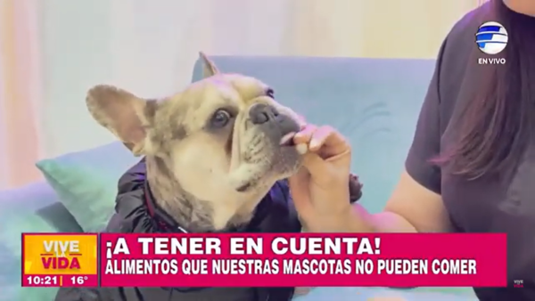 ¡A tener en cuenta! Alimentos que nuestras mascotas no pueden comer