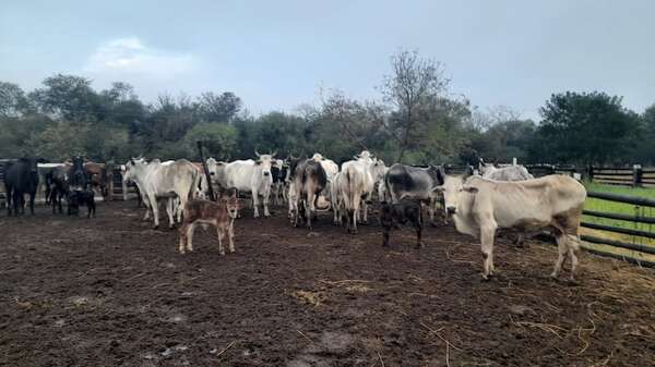 Lluvias benefician a la ganadería, pero impide transitar por tierra en Alto Paraguay - Noticias del Chaco - ABC Color