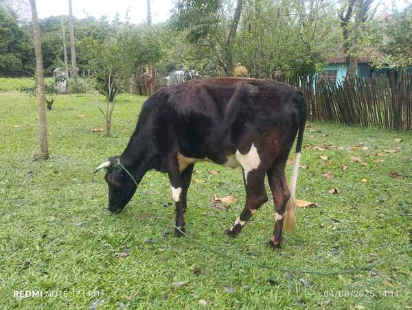 Recuperan animal vacuno, y aprehendieron a personas por distintos hechos