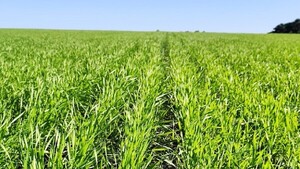 Lluvias favorecen al cultivo de trigo en Colonias Unidas