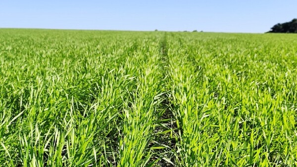 Lluvias favorecen al cultivo de trigo en Colonias Unidas