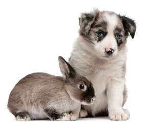 ¿Cómo lograr que perros y conejos vivan juntos sin riesgos? Guía esencial - Mascotas - ABC Color