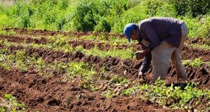 Productor cosechó 3.000 kilos de papa tempranera y proveerá a un supermercado