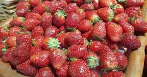 Diario HOY | El curioso significado de la palabra frutilla en España