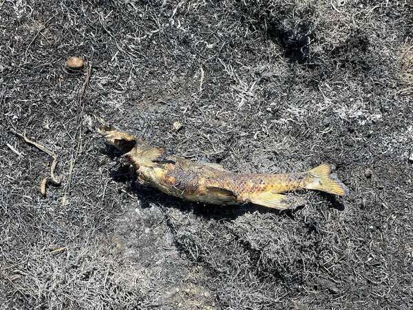 Un pez cayó del cielo y provocó un incendio en Canadá: ¿cómo lo hizo? - Ciencia - ABC Color