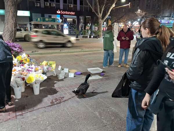 El caso del pato Juan: fue denunciado por picotear a la mascota de un vecino - Soy un viral - ABC Color