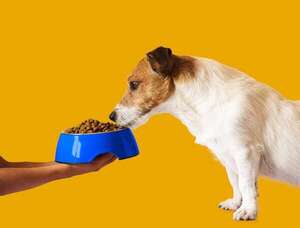 Alimentos orgánicos para mascotas: ¿más saludables o puro marketing? - Mascotas - ABC Color