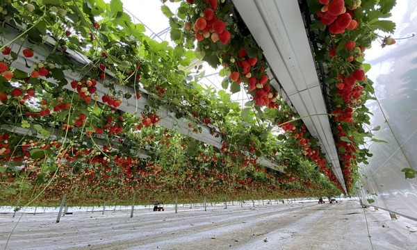 Apuestan a la reactivación del cultivo hidropónico de frutillas