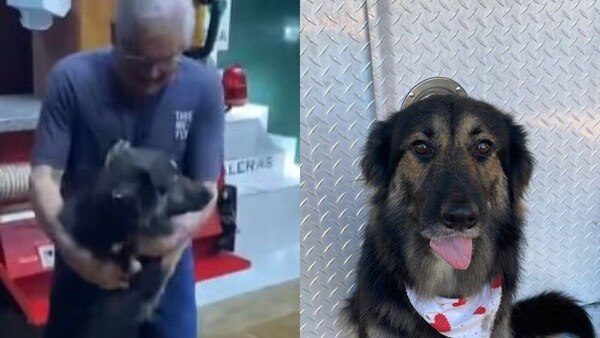 ¡Emocionante! Bomberos lograron un tierno reencuentro entre una perrita y su dueño