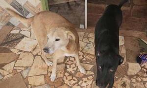 Valientes de cuatro patas: Perros repelen a delincuentes durante un robo en Concepción – Prensa 5